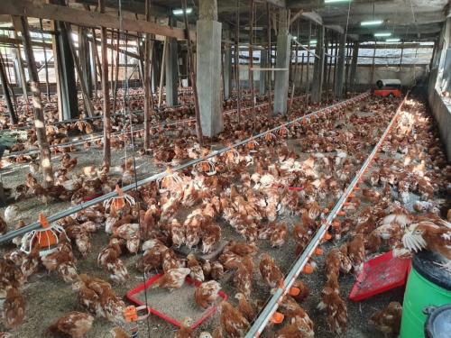 Day Old Chicks Gallery