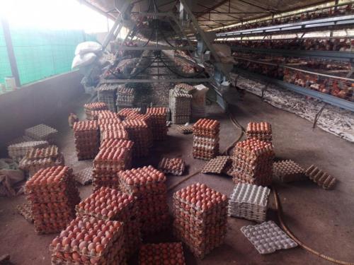 Day Old Chicks Gallery