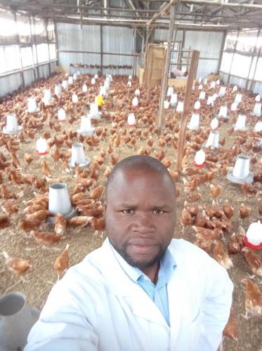 Day Old Chicks Gallery