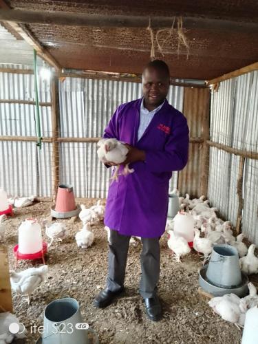 Day Old Chicks Gallery